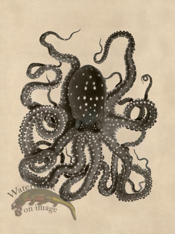Octopus Tan 26